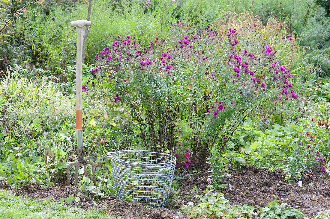 Blumenzwiebeln im Herbst ins Beet pflanzen