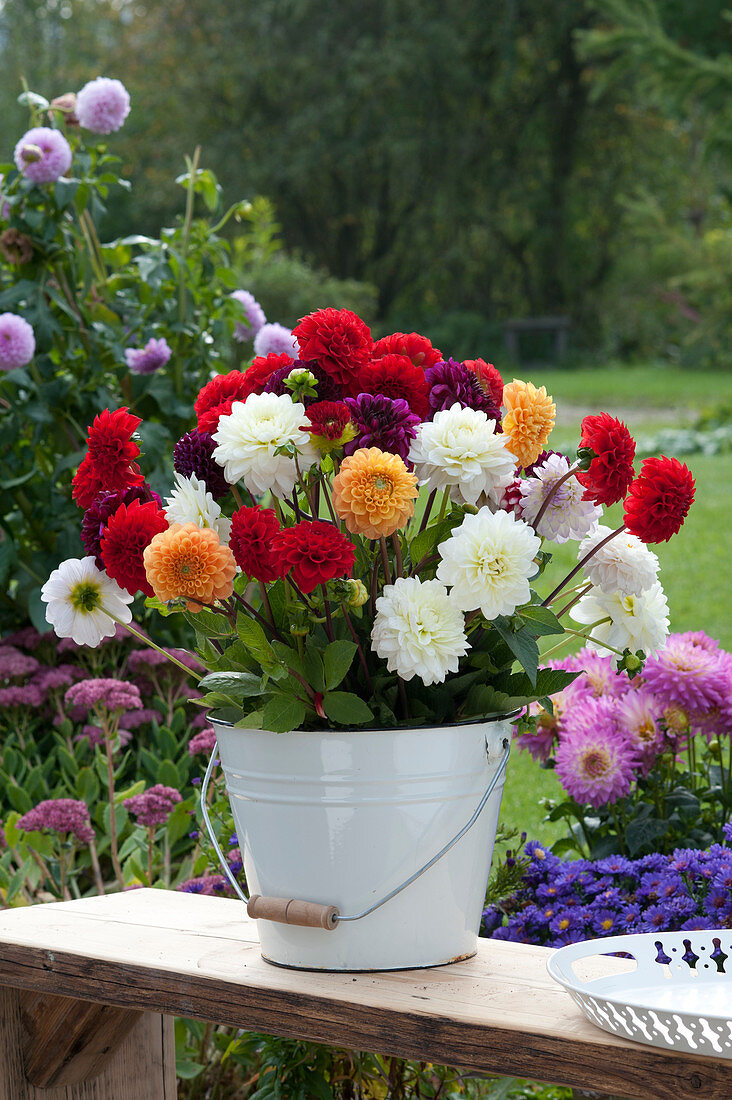 Colorful Dahlia - Bouquet In Enameled Bucket