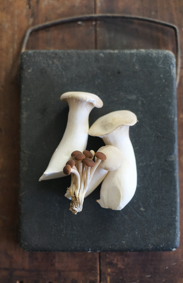 Verschiedene frische Pilze auf Steinplatte (Aufsicht)