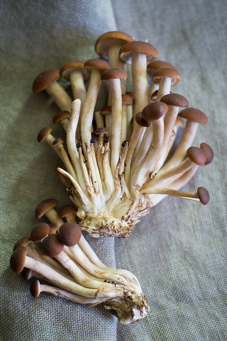 Fresh mushrooms on a linen cloth