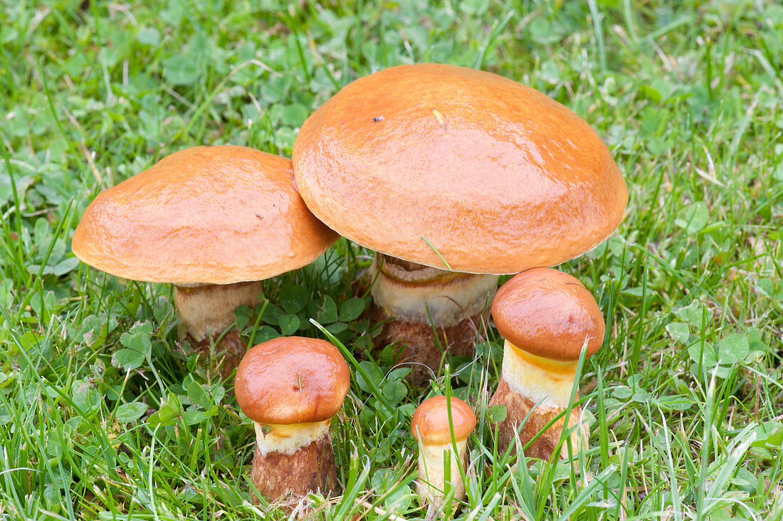 Butter mushroom or buttered sirloin (Suillus luteus)