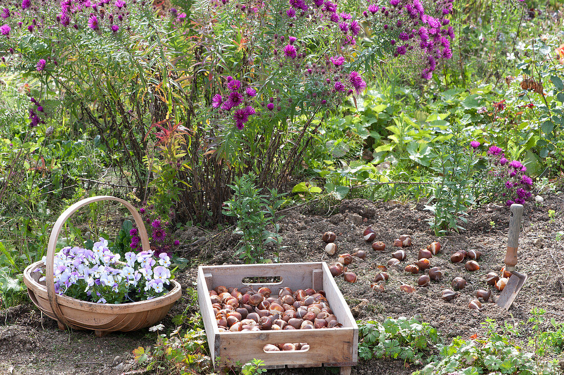 Plant flower bulbs in the flower bed in autumn