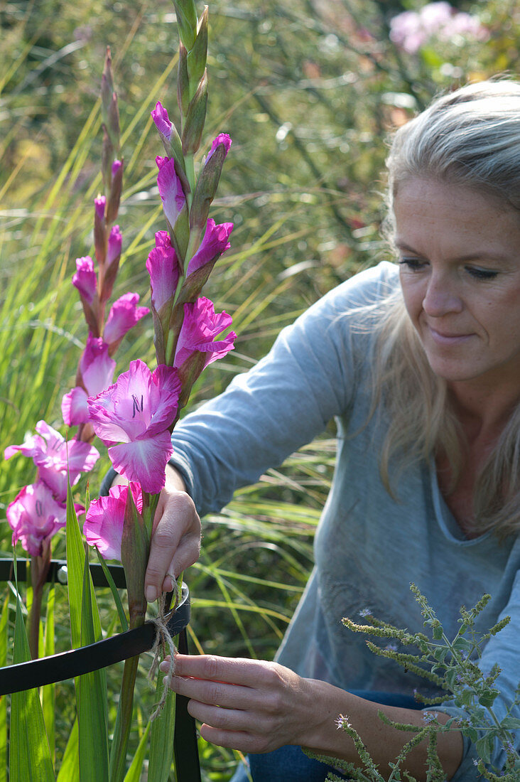 Woman binding Gladiolus 'Chemistry' (gladiolus) to perennial support