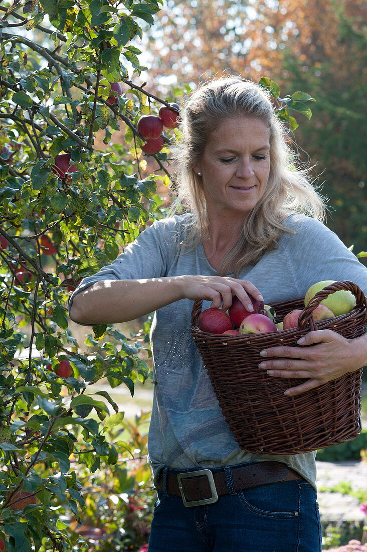 Woman picking Malus (apples)