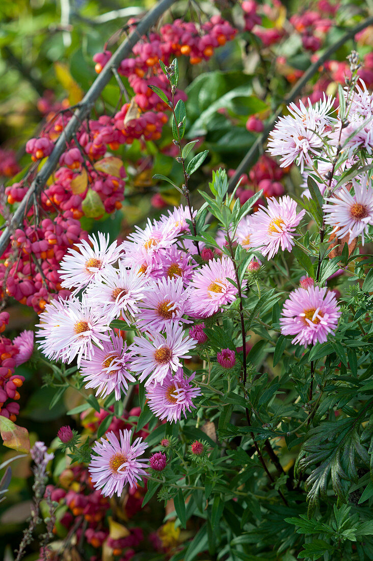 Aster novi-belgii 'Fellowship' (New York aster)