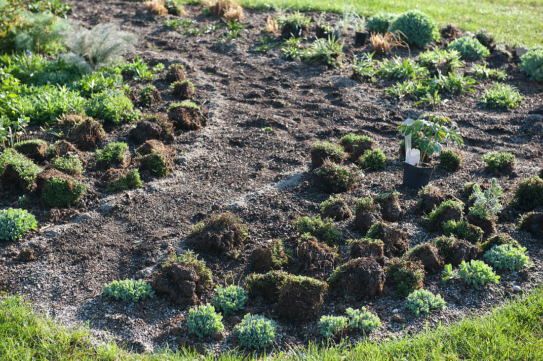 Create a perennial flowerbed