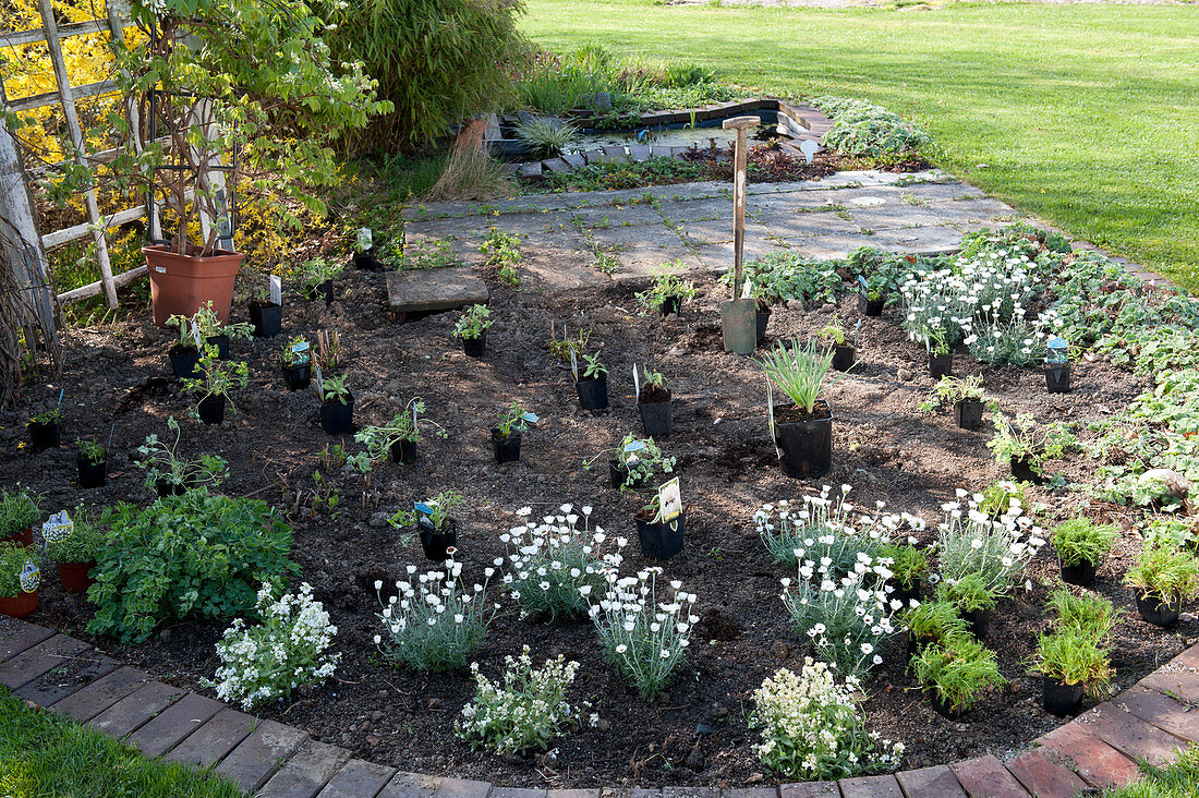 Planting a flower bed with white perennials