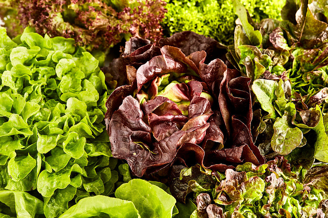 Verschiedene frische Blattsalate (bildfüllend)