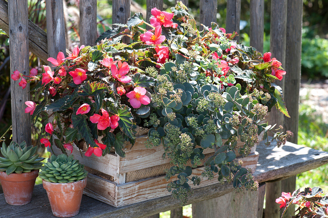 Begonia Iconia 'First Kiss' (Begonie) und Sedum 'Red Canyon'