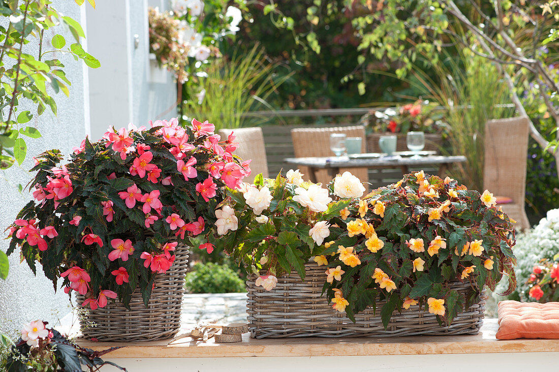 Begonias In Baskets On The Terrace