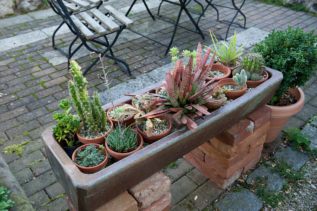 Cacti And Succulents In The Summer Freshness