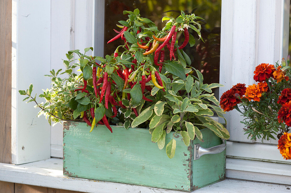 Hot Peppers And Herbs In Old Drawer At The Window