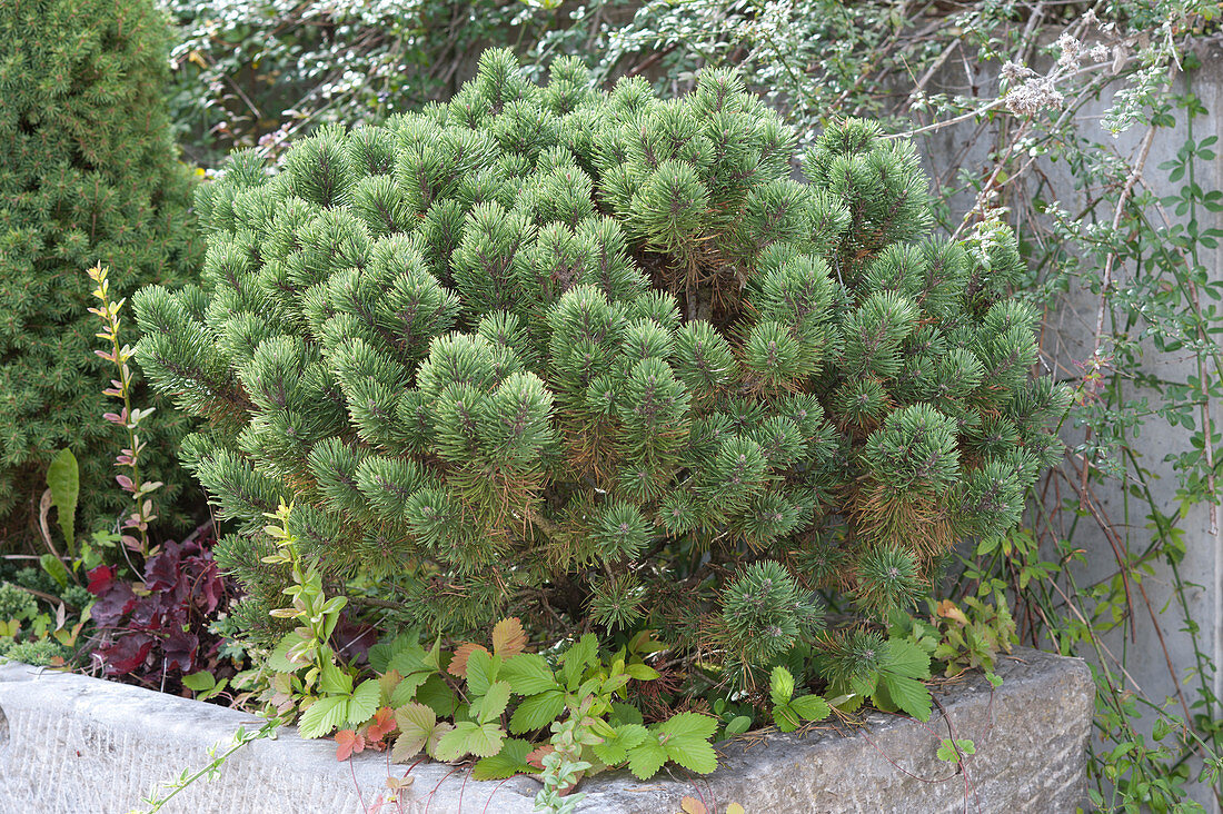 Pinus Mugo 'mops' In The Stone Trough