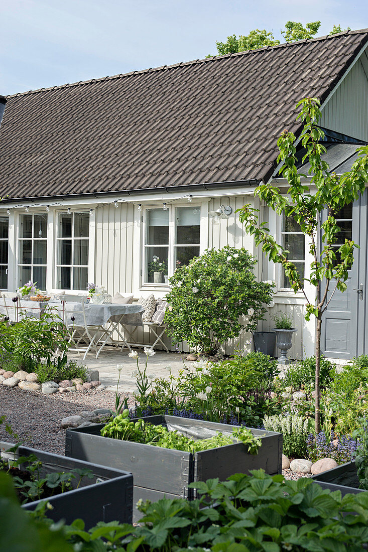 Raised beds in summery garden of white Swedish house