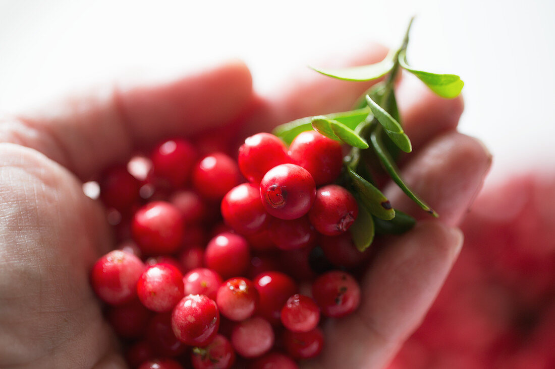 Hand hält frische Preiselbeeren