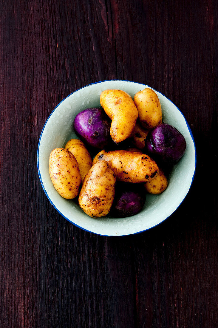 Kartoffeln der Sorte Linda, Blauer Schwede und Vitelotte
