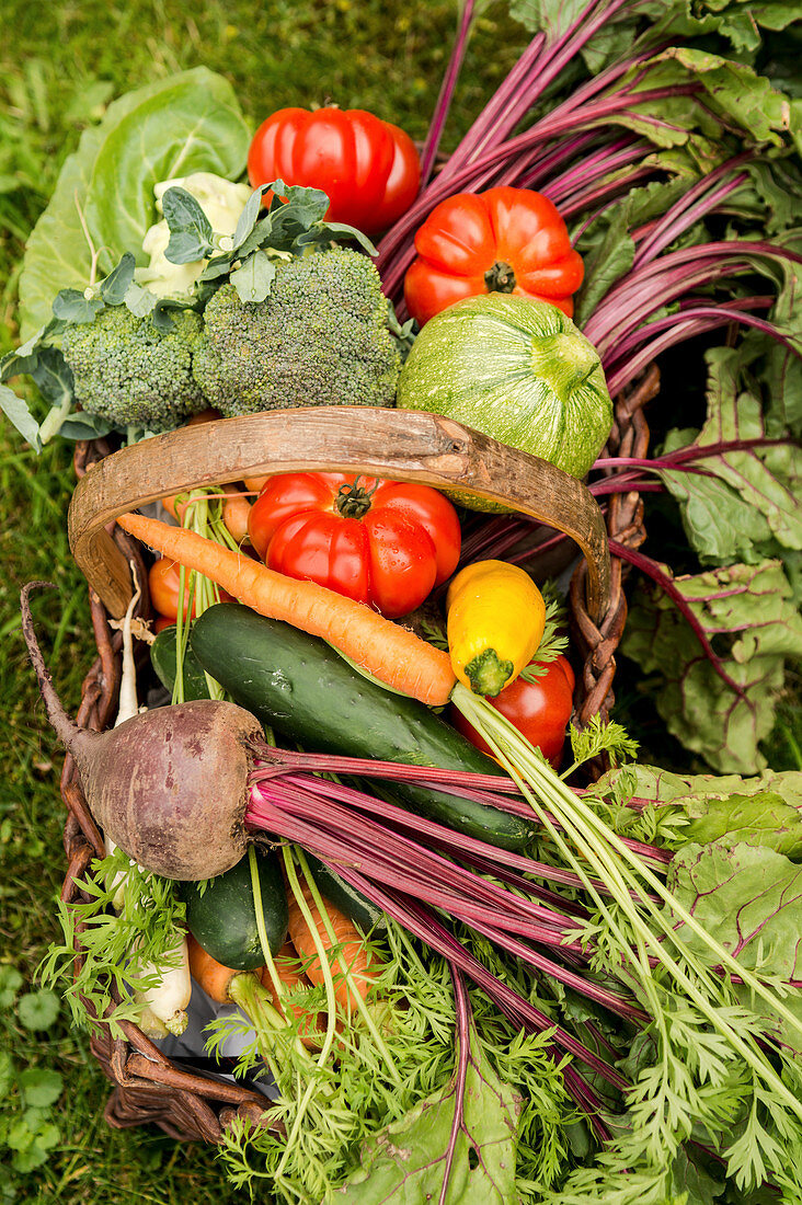 Korb mit frischem Gemüse im Garten