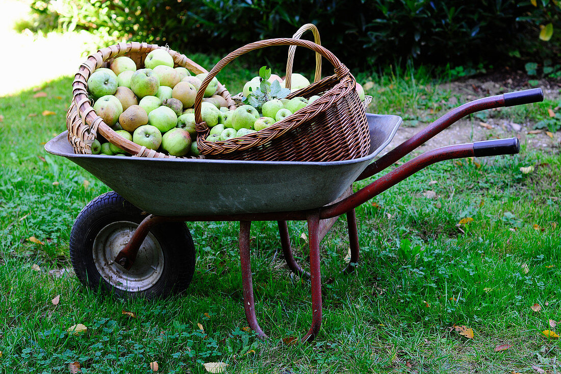Frisch geerntete Äpfel in Körben und Schubkarre im Garten