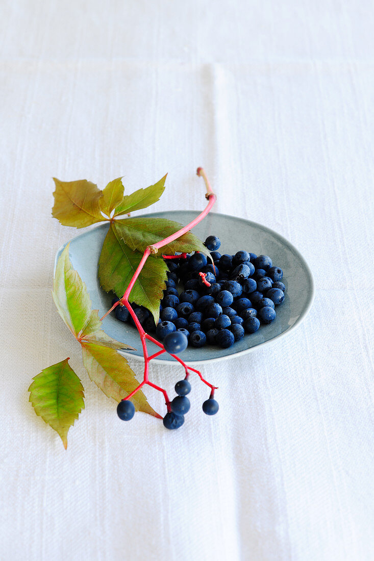 Wild wine berries (Parthenosissus Tricuspidata)