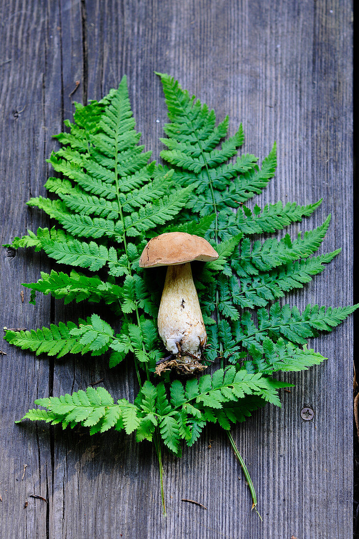 Kiefersteinpilz auf Farnblättern