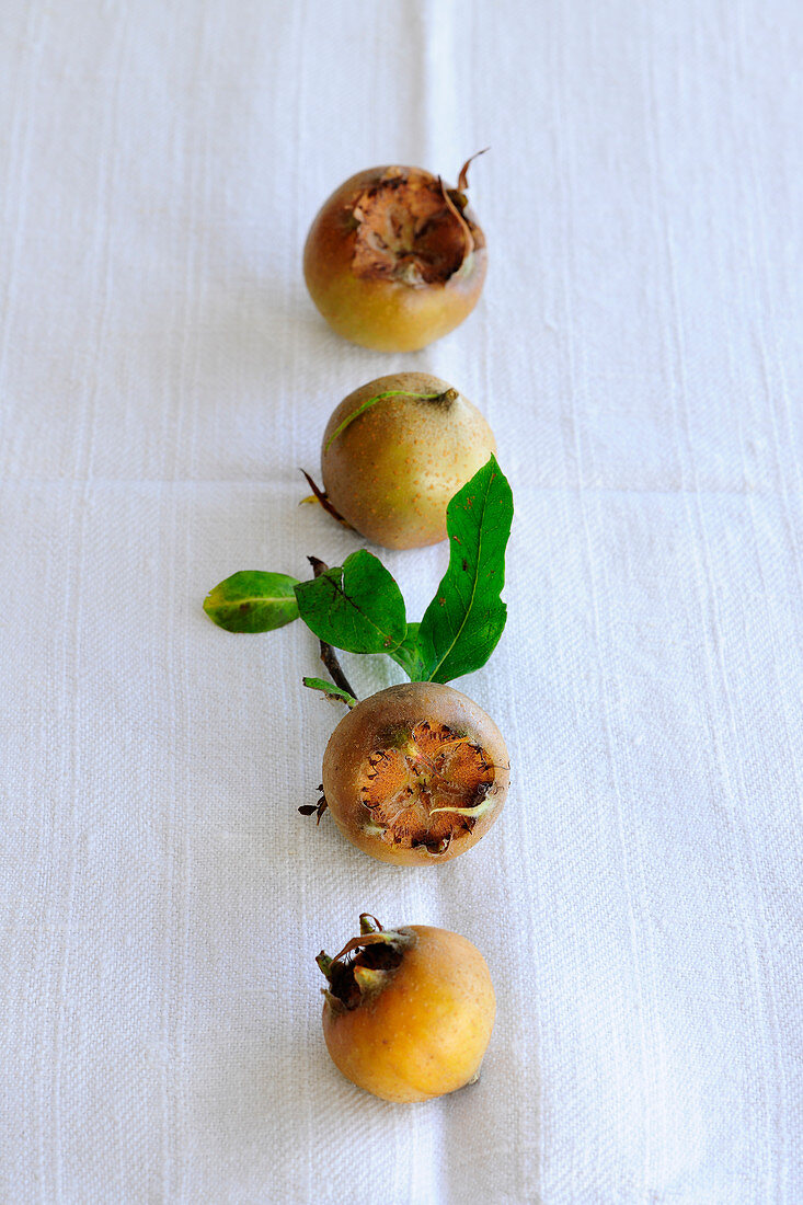 Four medlars with leaves