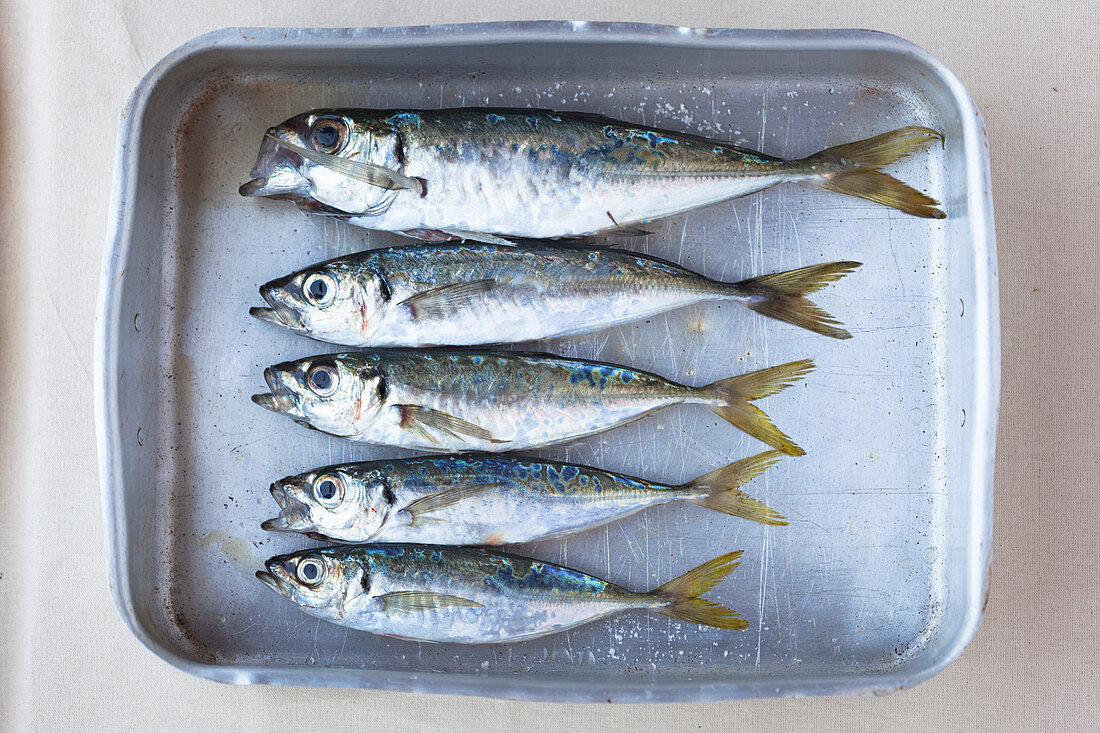 Fresh sardines on a baking tin