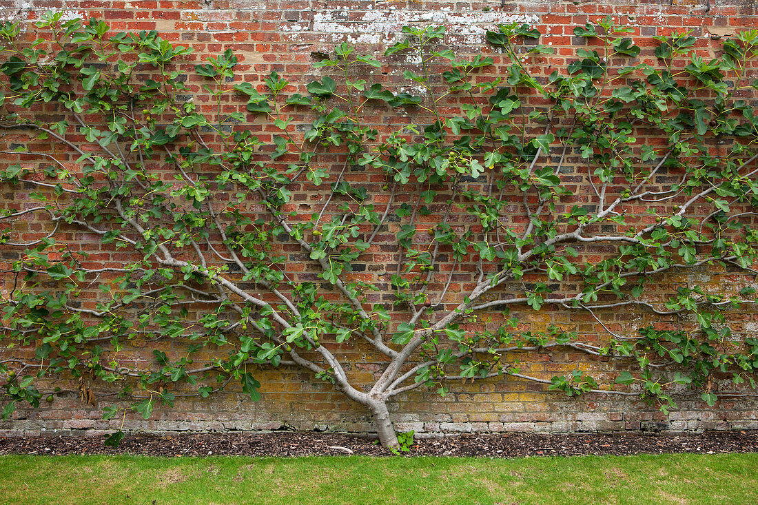 Echte Feige (Ficus carica) als Spalier … – Bild kaufen – 12438754 ❘  Gartenbildagentur Friedrich Strauss