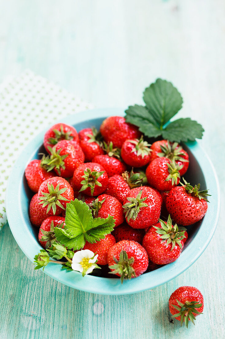 Erdbeeren mit Blättern und Blüte in hellblauer Schüssel