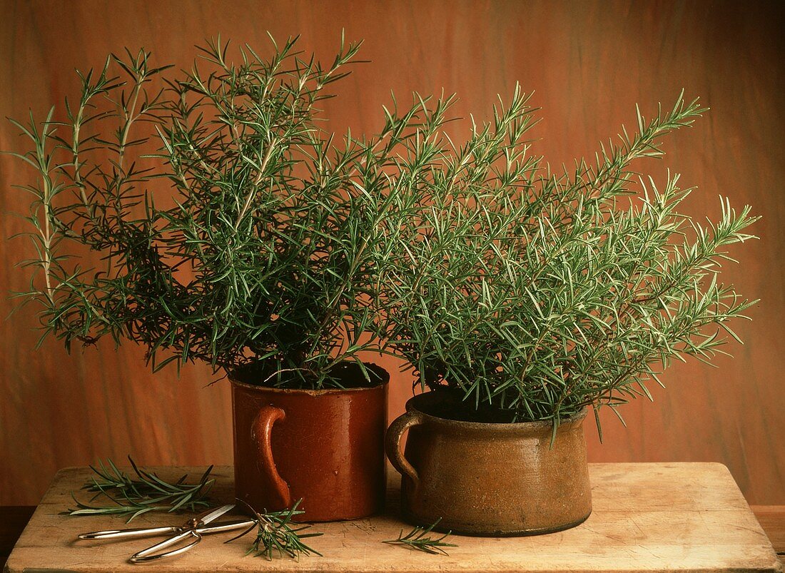 Two Pots of Rosemary