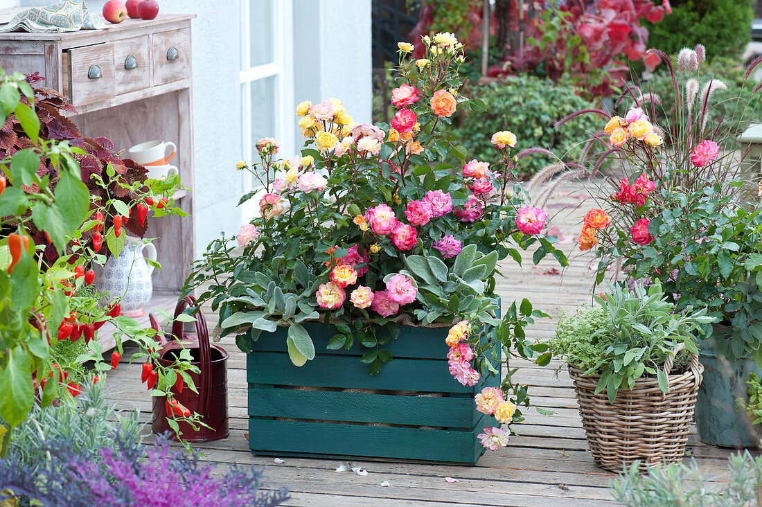 Terrace With Patio Roses