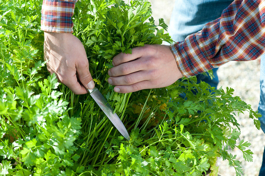 Cutting Parsley With A Knife, Harvesting