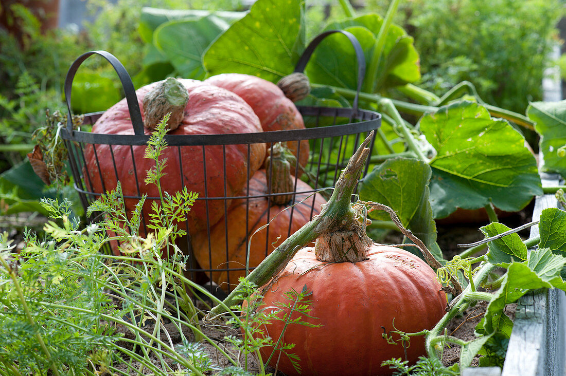 Frisch geerntete Kürbisse (Cucurbita) im Hochbeet