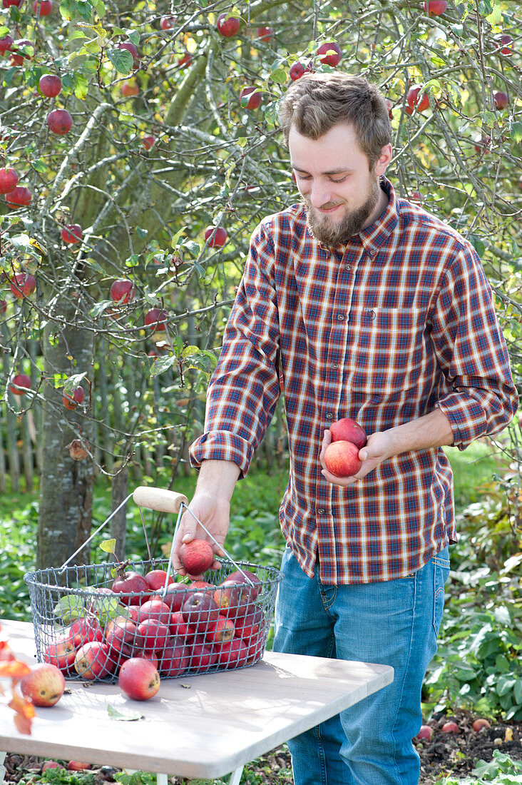 Mann legt frisch gepflückte Äpfel in Erntekorb