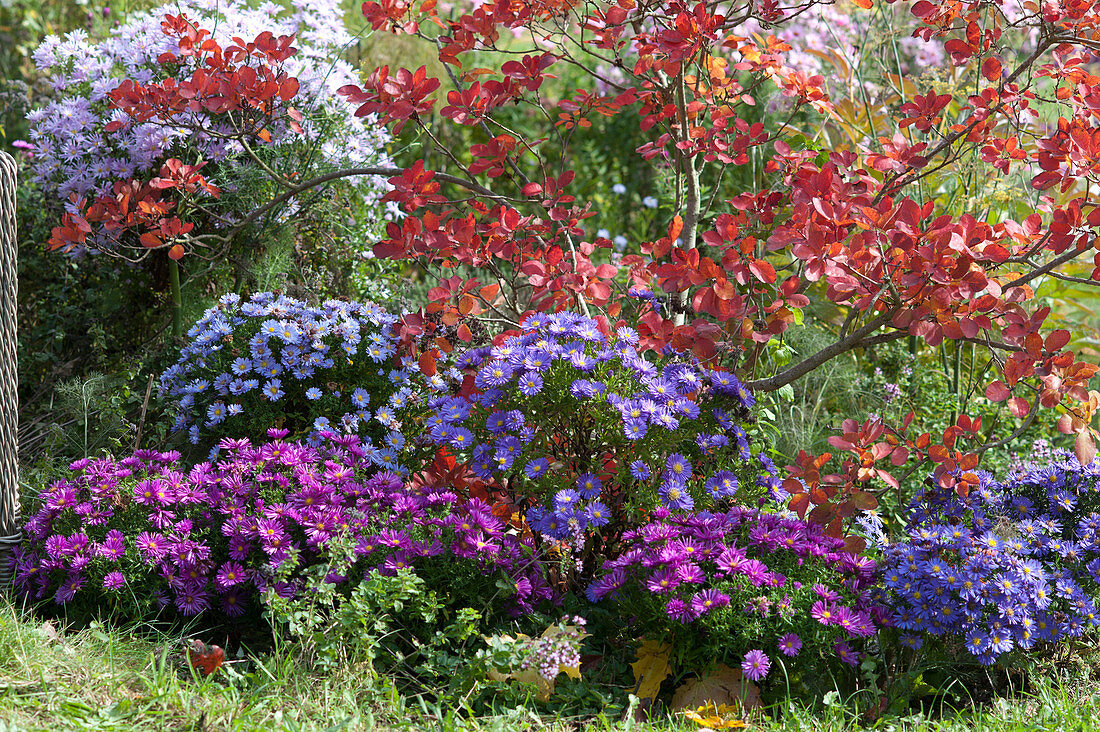 Herbst-Beet mit Perückenstrauch und Kissenastern