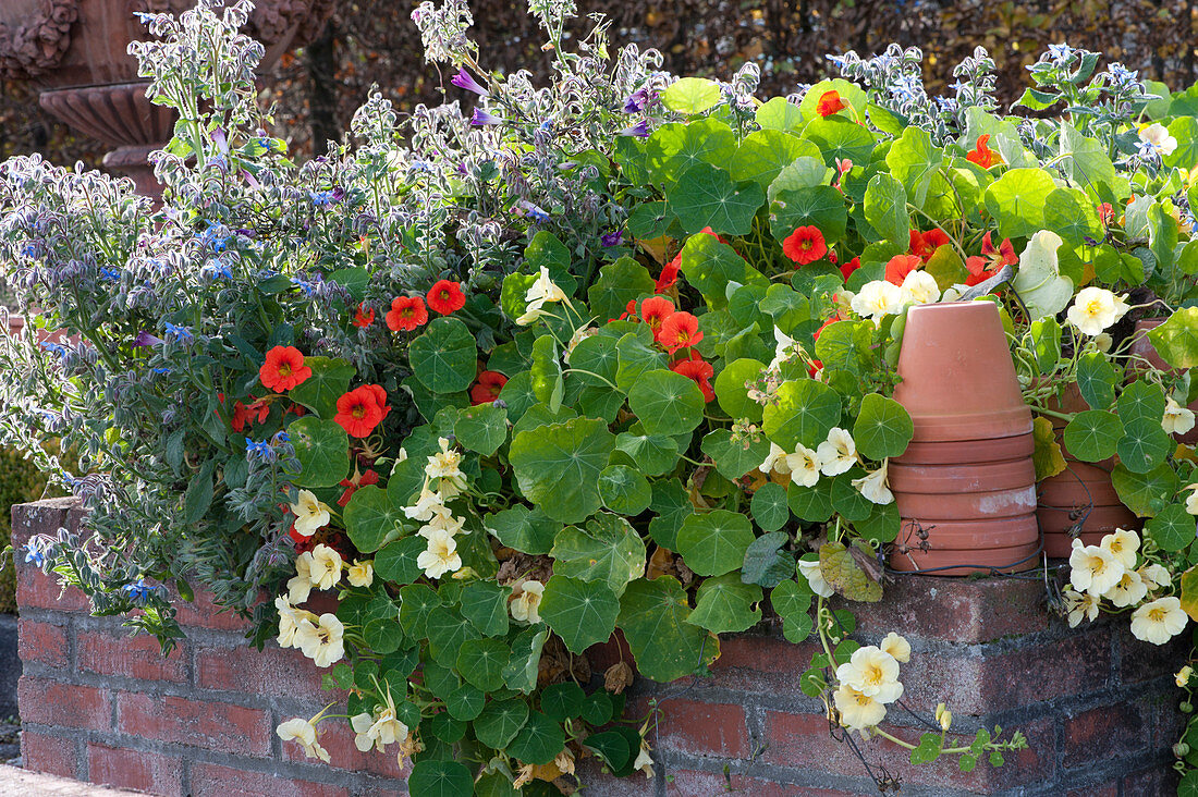 Masonry Raised Bed With Edible Flowers