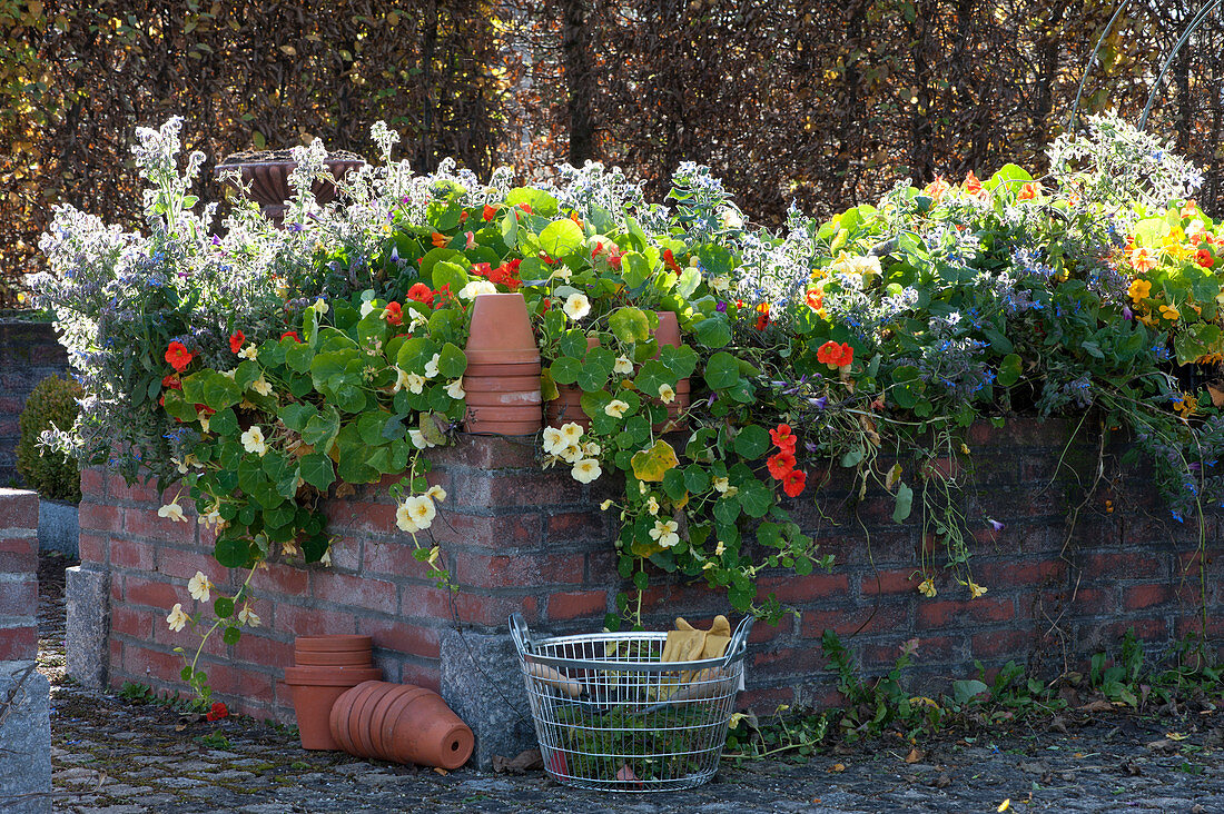 Masonry Raised Bed With Edible Flowers