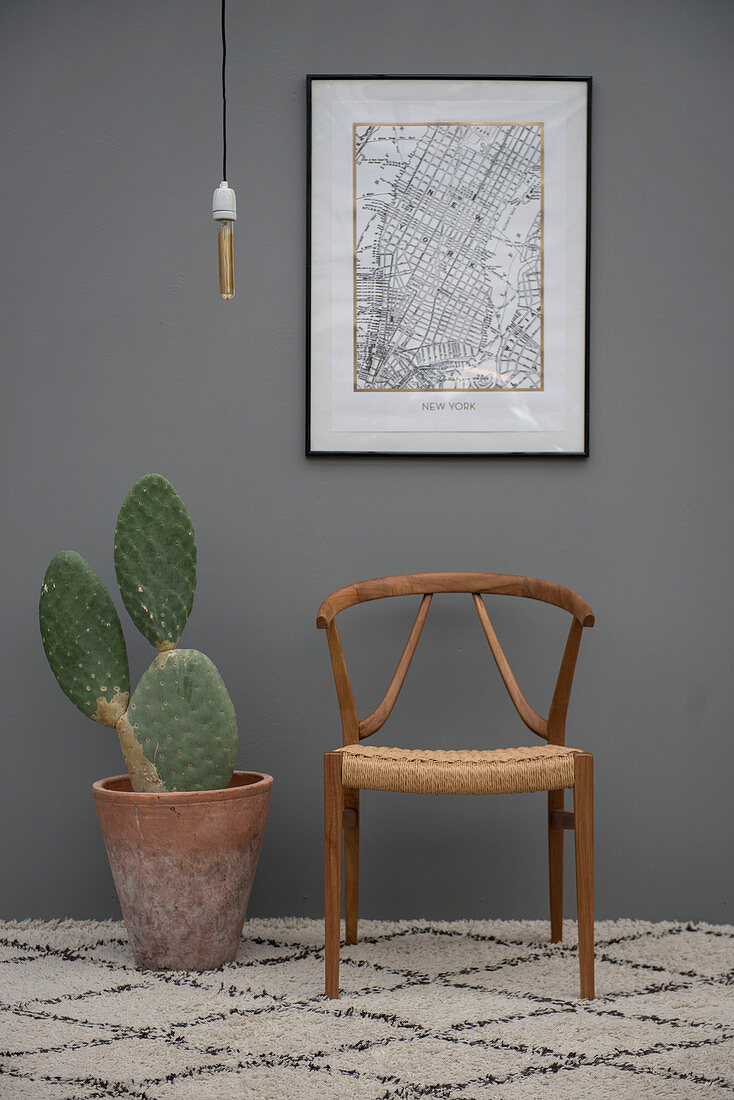 Cactus in terracotta pot and designer chair against grey wall
