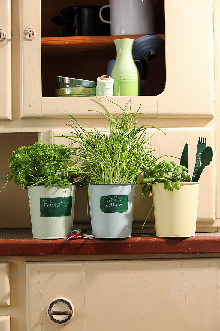 Three pots of herbs on old dresser