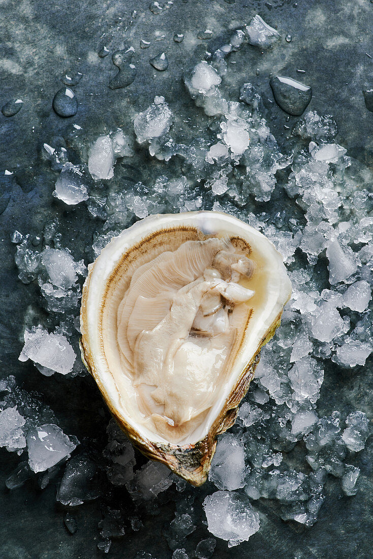 Fresh oyster on ice