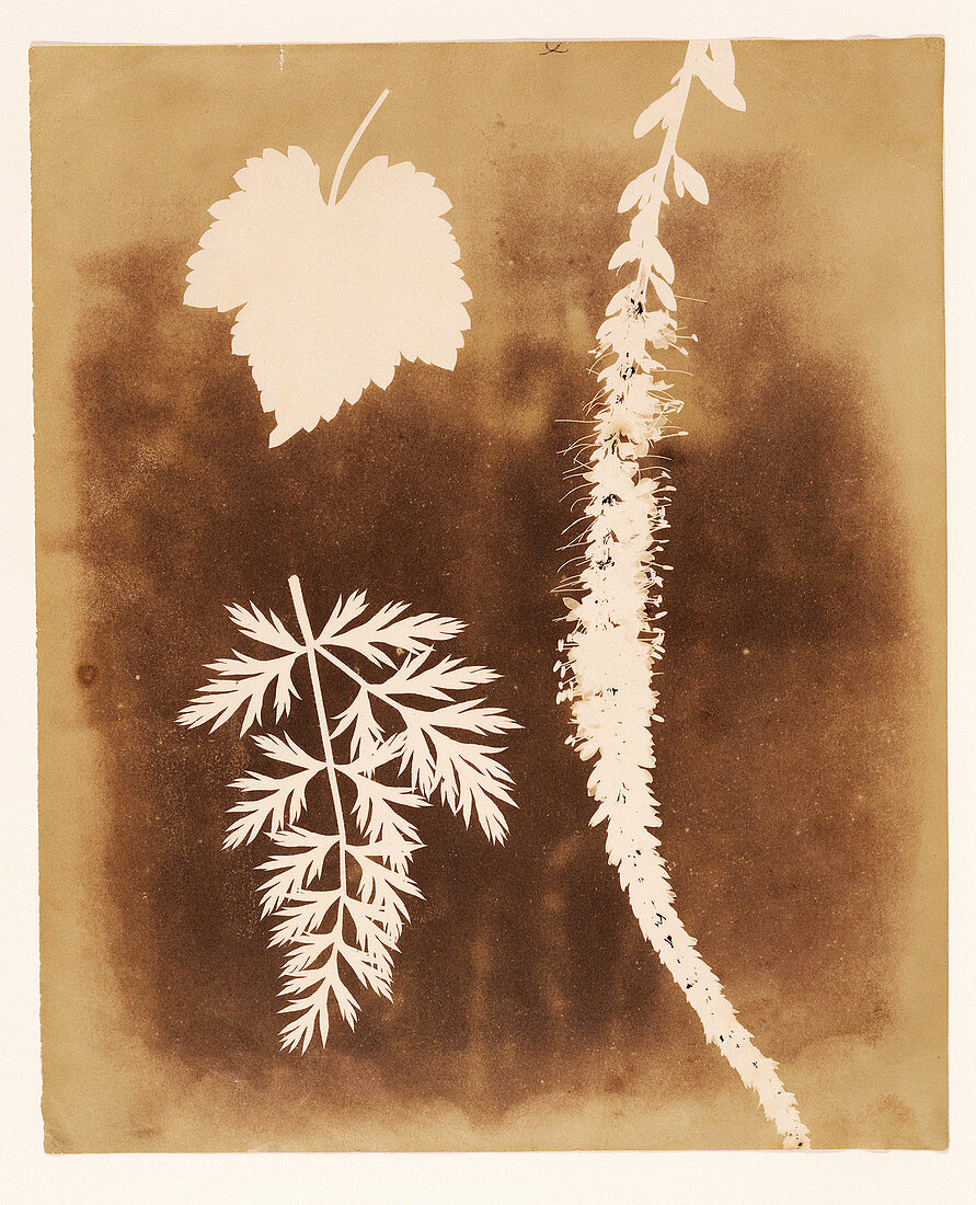 Botanical leaf specimens by Talbot, 1839