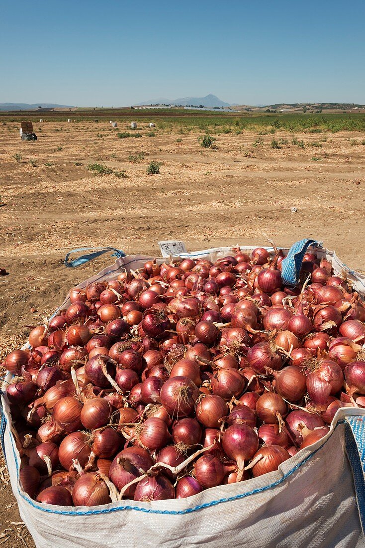 Red Onion harvest, Thiva, Greece.