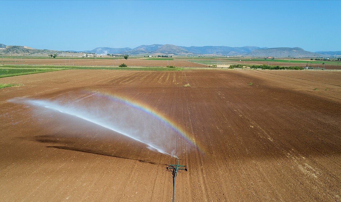 Spray irrigation of a red onion field.