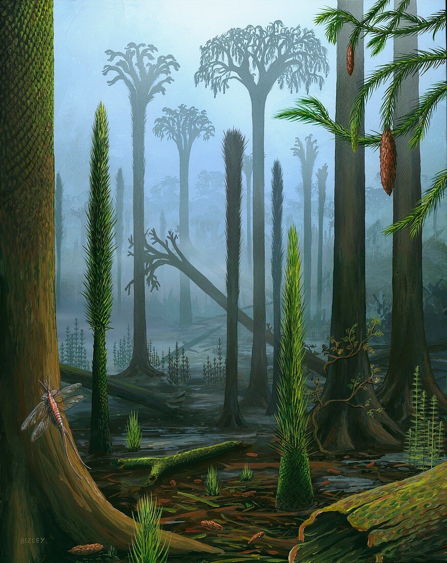Lepidodendron Carboniferous plants, illustration