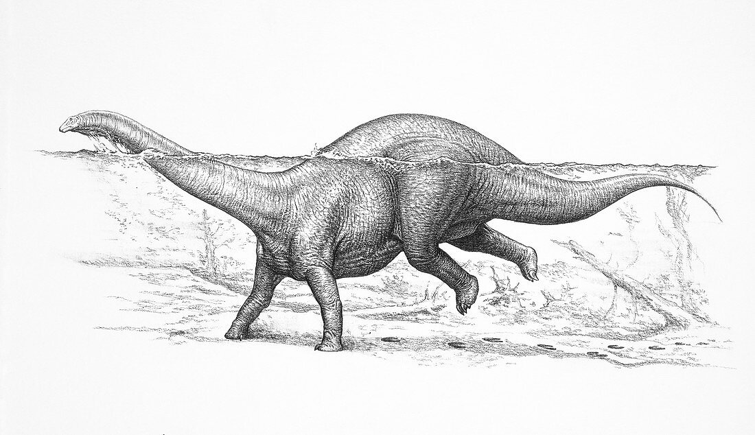 Apatosaur dinosaur swimming, illustration