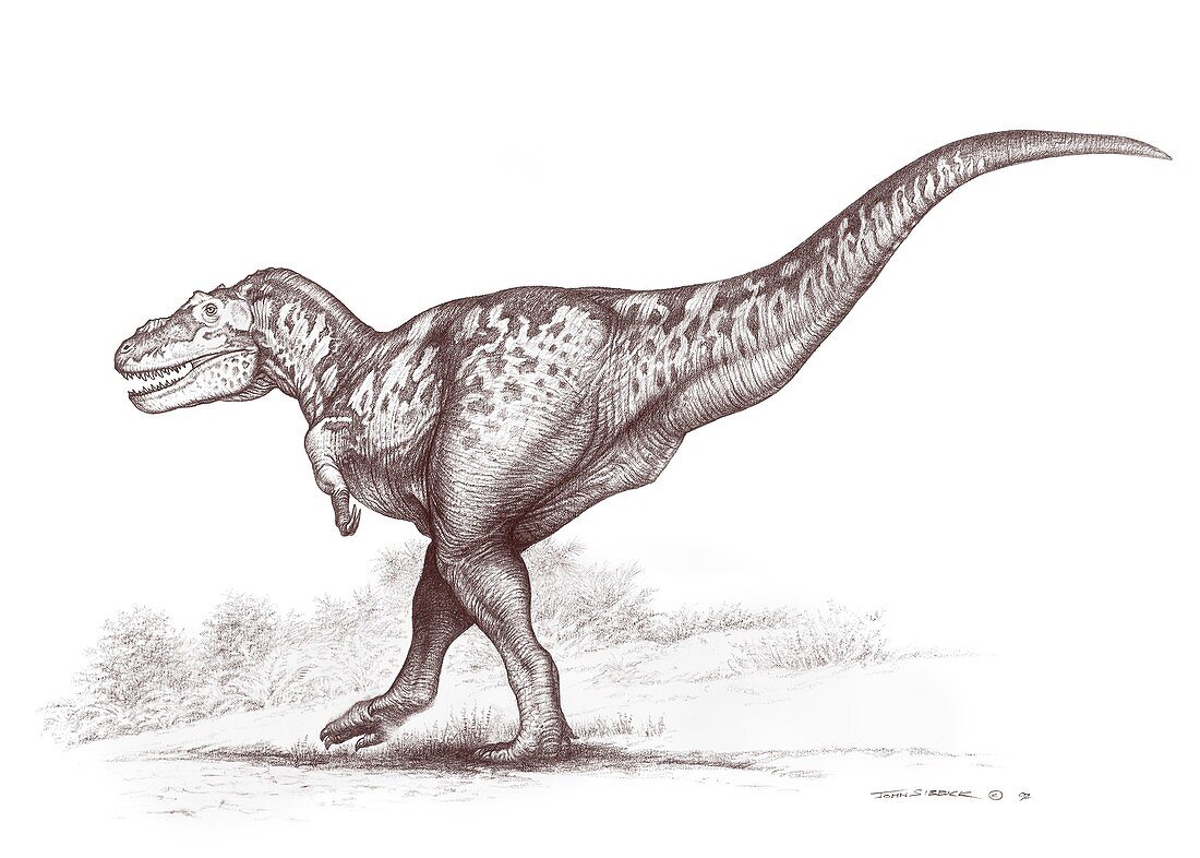 Tarbosaurus dinosaur, illustration