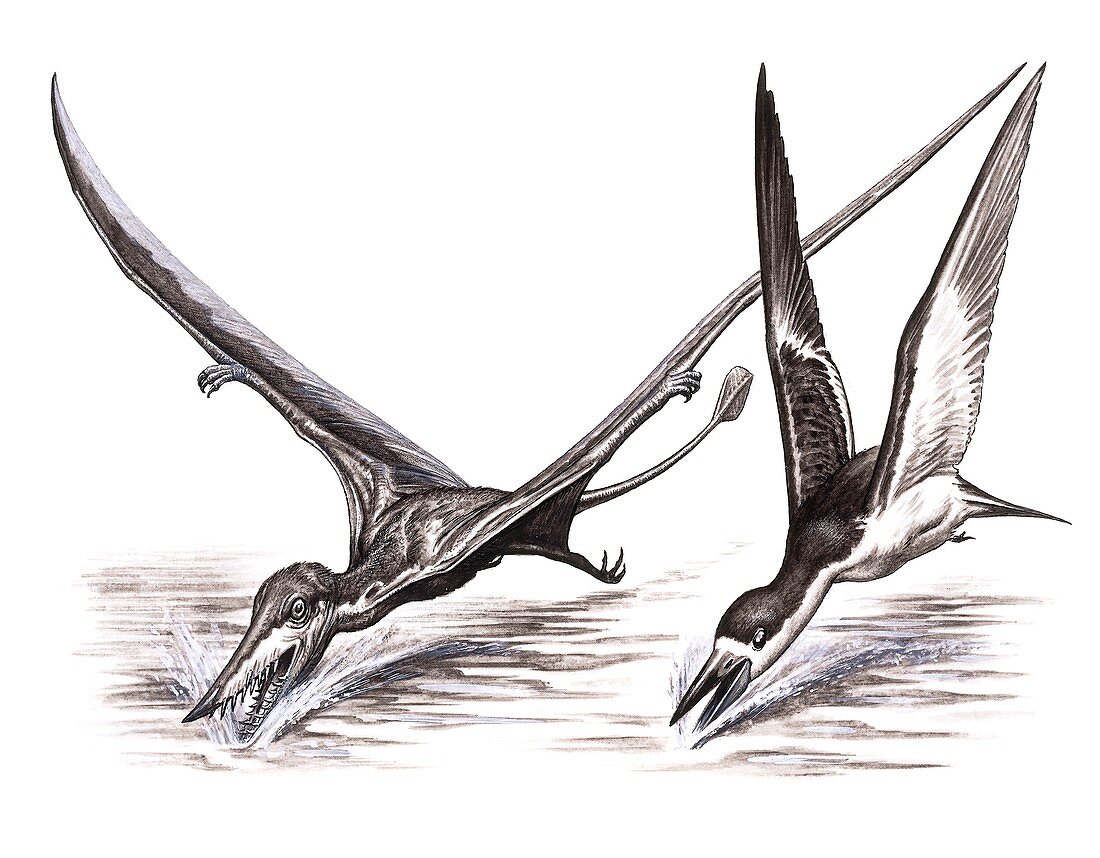 Pterosaur and skimmer fishing techniques, illustration