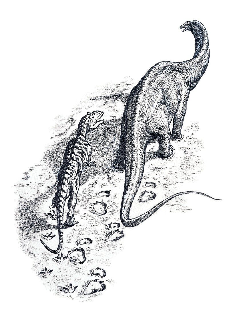 Theropod dinosaur tracking a sauropod dinosaur, illustration
