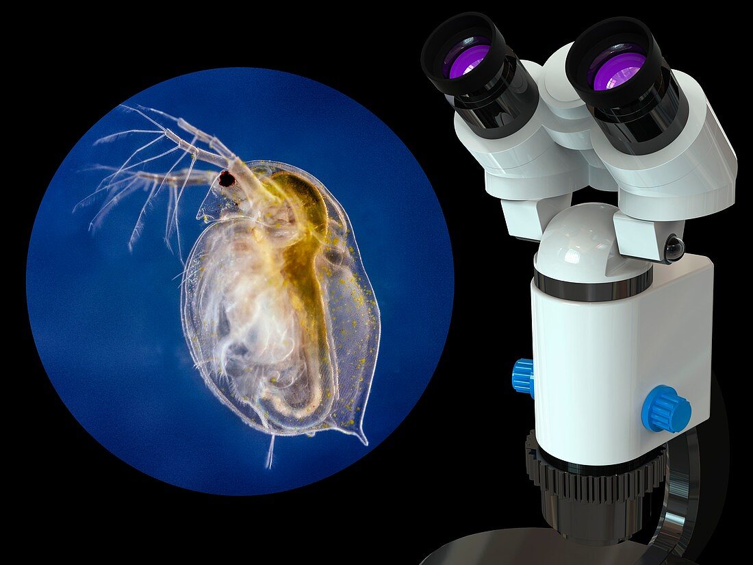 Microscope and water flea, composite image