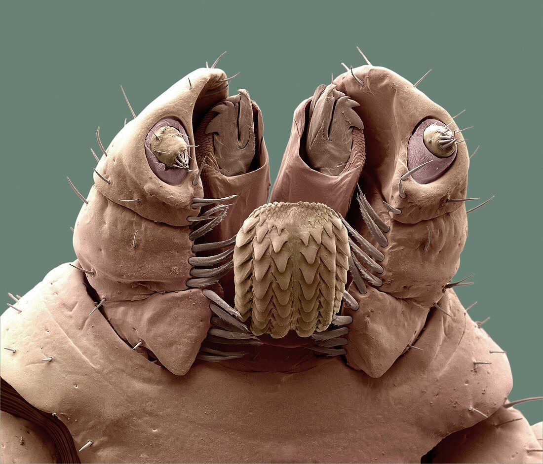 Brown dog tick mouthparts, SEM