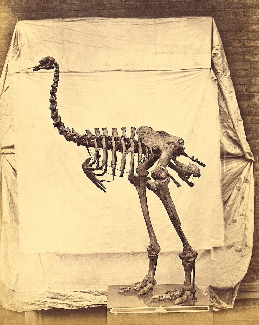 Heavy-footed moa fossil skeleton, 1850s